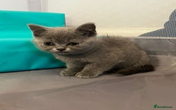 British Shorthair cats for sale: READY NOW!!Pedigree British Short Hair Kittens - Image 25