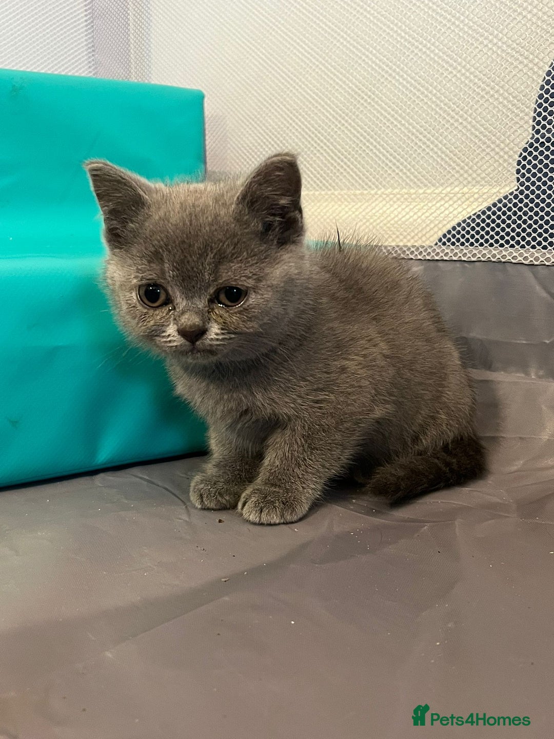 British Shorthair cats for sale: READY NOW!!Pedigree British Short Hair Kittens - Image 25