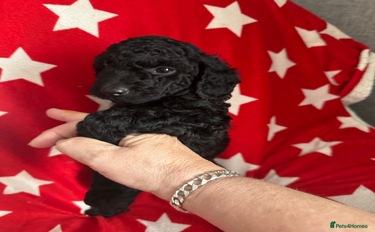 Cockapoo dogs 7 beautiful cockapoo puppies. 5 already rehomed - Advert 4