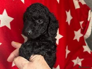 Cockapoo dogs 7 beautiful cockapoo puppies. 6 already rehomed - Advert 16