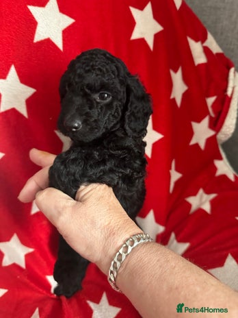 Cockapoo dogs 7 beautiful cockapoo puppies. 5 already rehomed - Advert 4