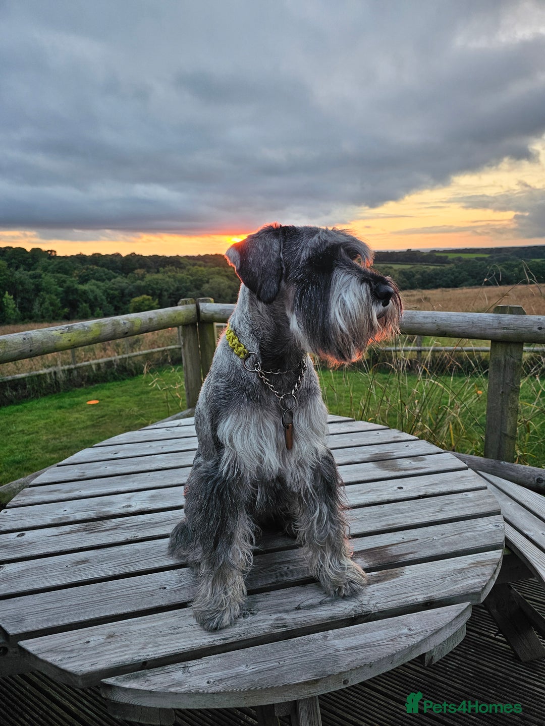 Schnauzer dogs for stud: Standard schnauzer for Stud - Image 4