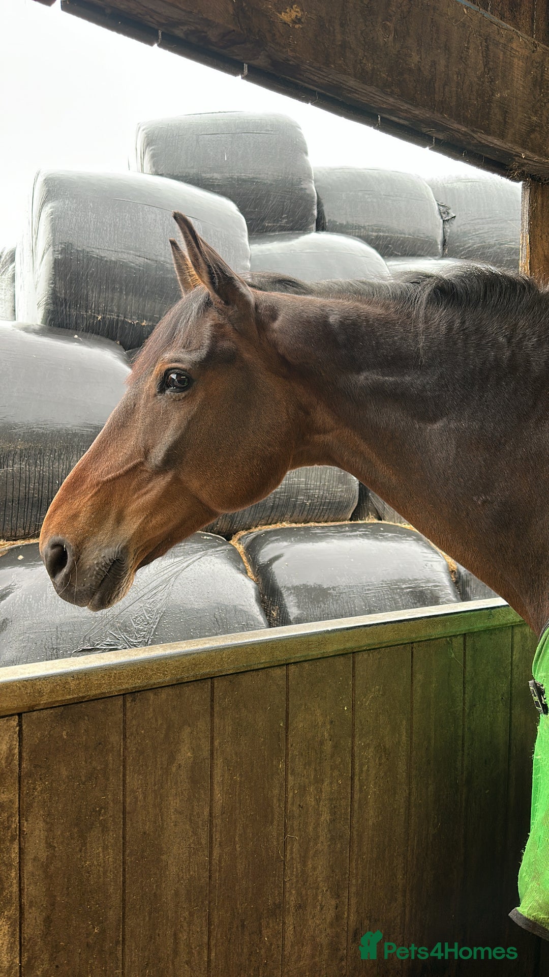Irish Sports horses for sale: Happy Hacker / Companion  - Image 5