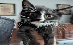 Bengal cats for sale: Kittens mom is bengal  - Image 1