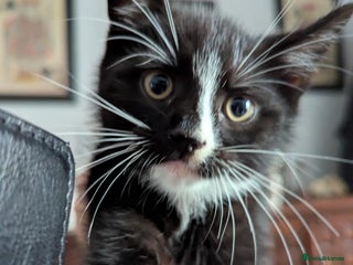 Bengal cats - Advert 2