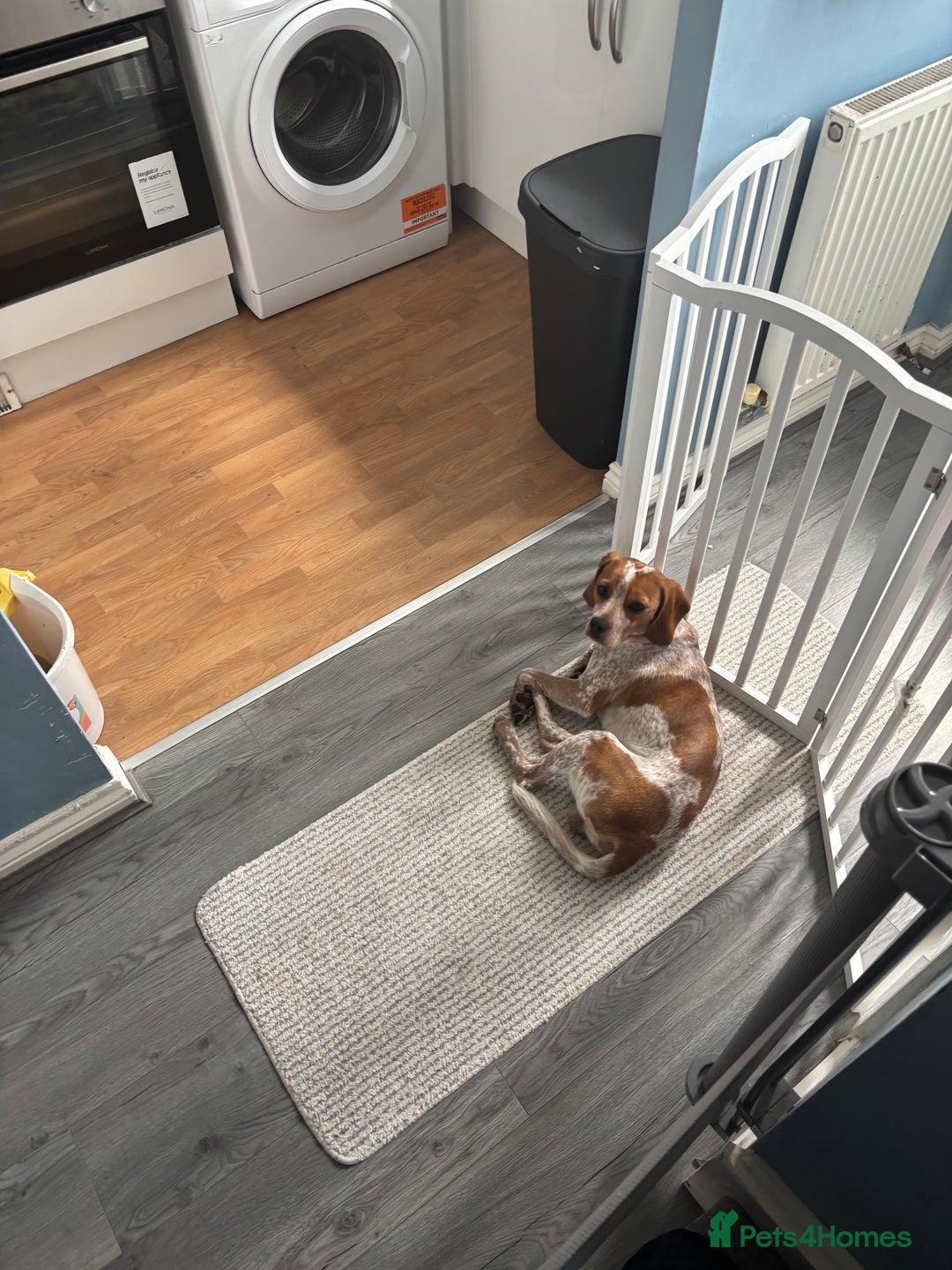 Beaglier dogs for sale: 13 month old beaglier  - Advert 16