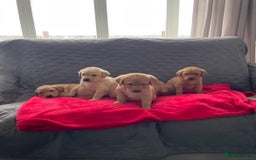 Labrador Retriever dogs for sale: Adorable Golden and Fox Red Puppies - Image 14