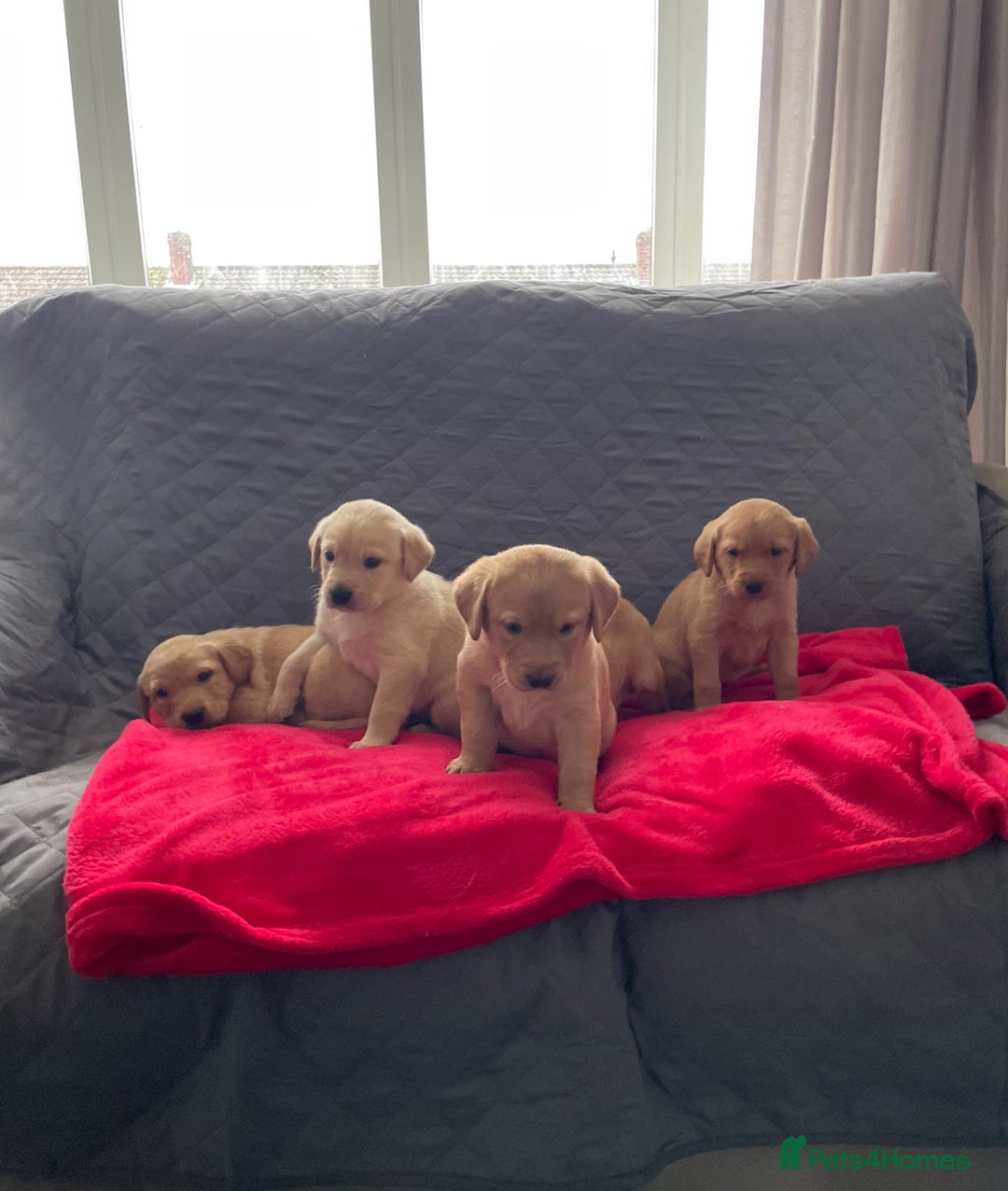 Labrador Retriever dogs for sale: Adorable Golden and Fox Red Puppies - Image 14