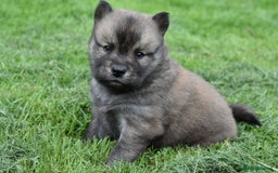 Siberian Husky dogs for sale: Beautiful Chowski puppies  - Image 12
