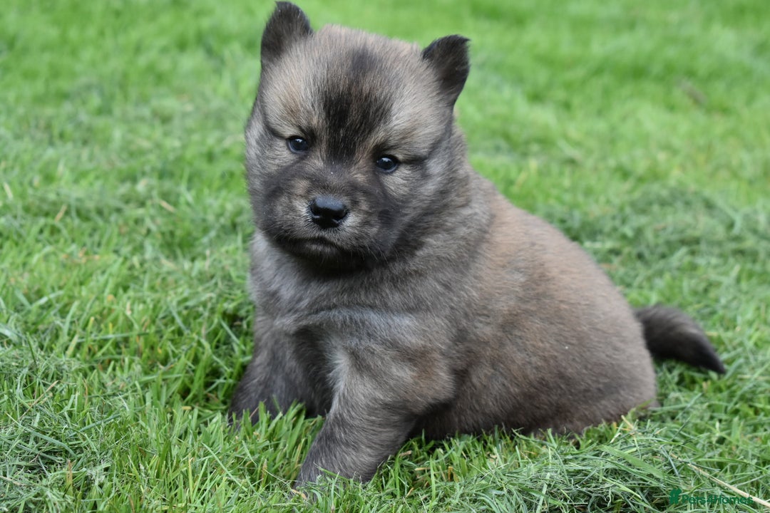 Siberian Husky dogs for sale: Beautiful Chowski puppies  - Image 12