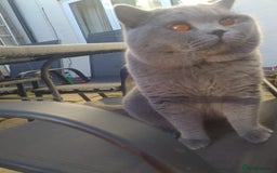 British Shorthair cats for sale: GORGEOUS BSH Kittens - Image 14