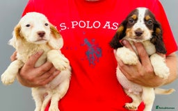 Cocker Spaniel dogs for sale: Beautiful litter of cocker spaniels - Image 12
