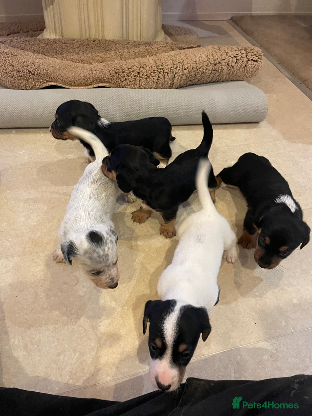 Mixed Breed dogs for sale: Sealyham terrier cross jack russel terrier  - Advert 8