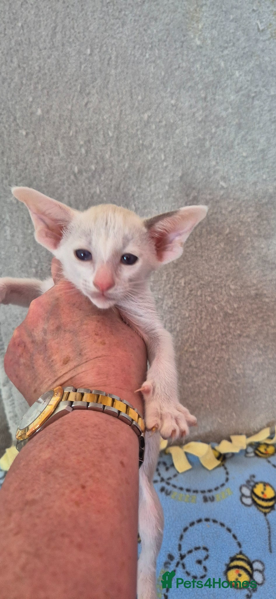 Oriental cats 2 Beautiful Oriental Shorthair Girls  - Advert 1