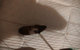 Guinea Pig rodents for sale: male baby guineapigs  - Image 6