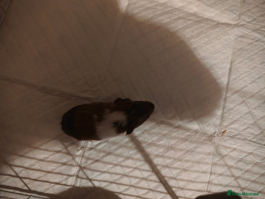 Guinea Pig rodents for sale: male baby guineapigs  - Image 6