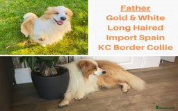 Border Collie dogs for sale: Merle Blue Eye KC Registered Border Collie Puppies - Image 9