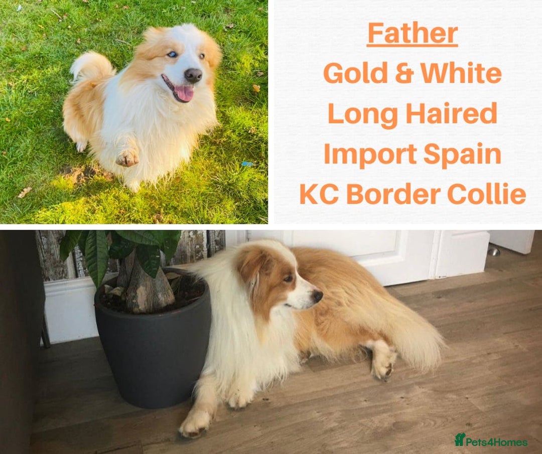 Border Collie dogs for sale: Merle Blue Eye KC Registered Border Collie Puppies - Image 9