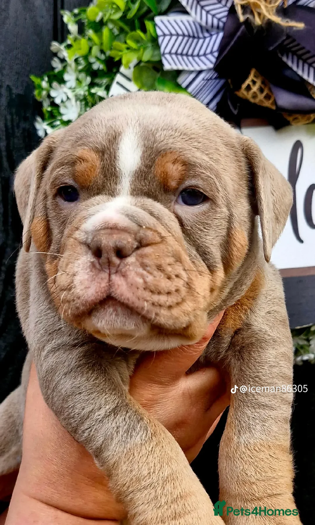 Olde English Bulldogge dogs for sale: Olde English Bulldogs - Advert 3