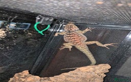 Lizard reptiles for sale: Blue Spiny Swift CB24 - Image 3