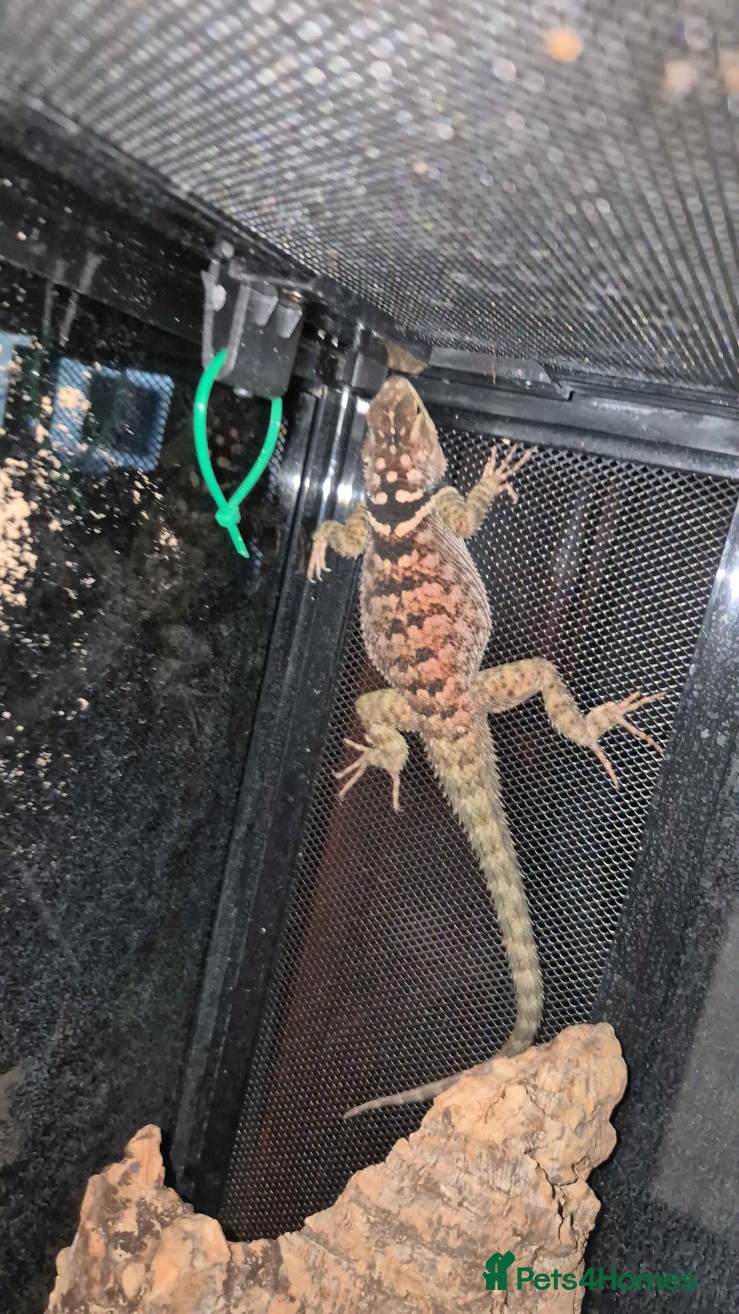 Lizard reptiles for sale: Blue Spiny Swift CB24 - Image 3