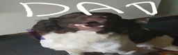 English Springer Spaniel dogs for sale: Springer spaniel - Advert 17