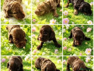 Cockapoo dogs DNA CLEAR, Stunning Cockapoos, Ready November - Advert 1