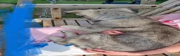 German Shepherd dogs for sale: German Shepherd Puppies  - Advert 8