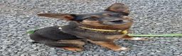 Mixed Breed dogs for adoption: ❤️ELLA❤️– SMALL GIRL FIRST IN LINE FOR CUDDLES - Advert 7