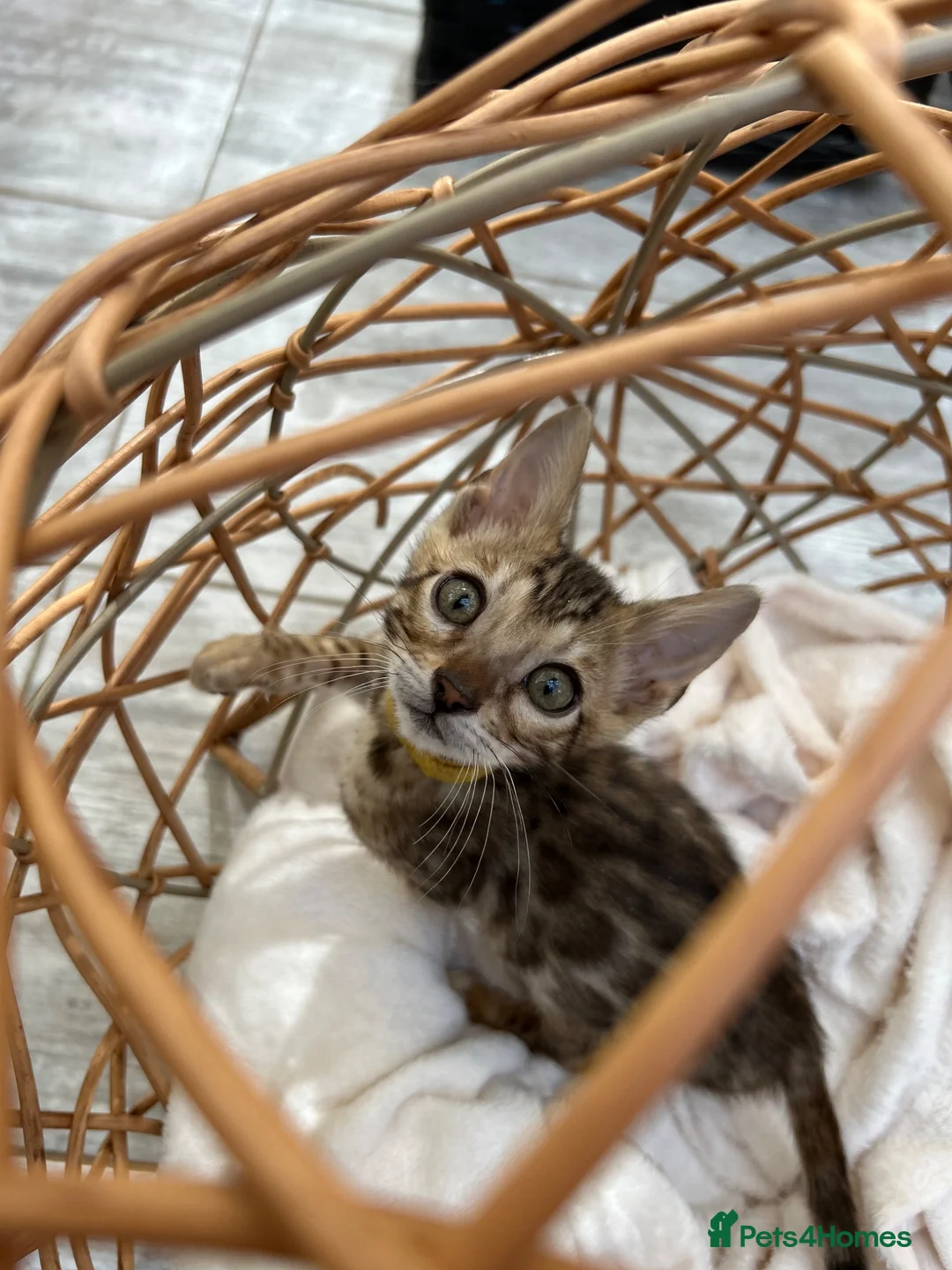 Bengal cats for sale: Stunning Bengal Kittens Ready for Reservation 😍 - Advert 1