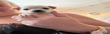 Chihuahua 1