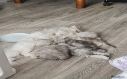 Persian cats for sale: READY NOW Persian Chinchilla kittens - Image 6