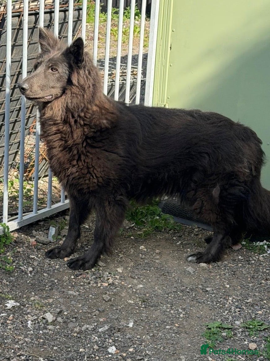 German Shepherd dogs Adult blue German shepherd  - Advert 1