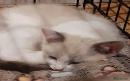 Ragdoll cats for sale: Ragdoll Cross - Advert 13