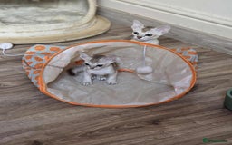 Singapura cats for sale: Stunning Singapura kittens  - Image 3