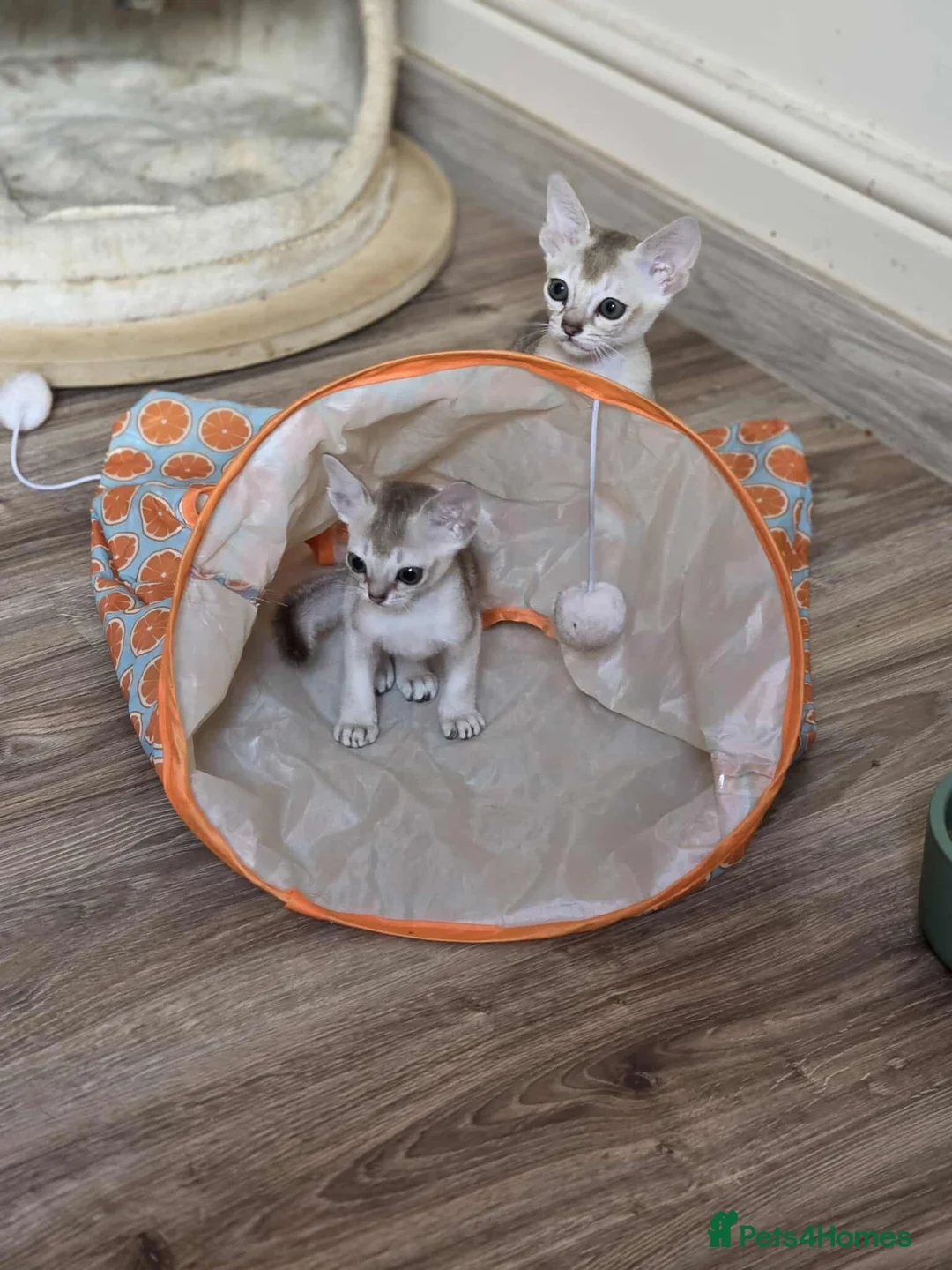 Singapura cats for sale: Stunning Singapura kittens  - Advert 8