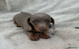 Miniature Dachshund dogs for sale: Gorgeous miniature Dachshund rainbow litter - Image 2