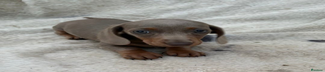 Miniature Dachshund Puppy 2