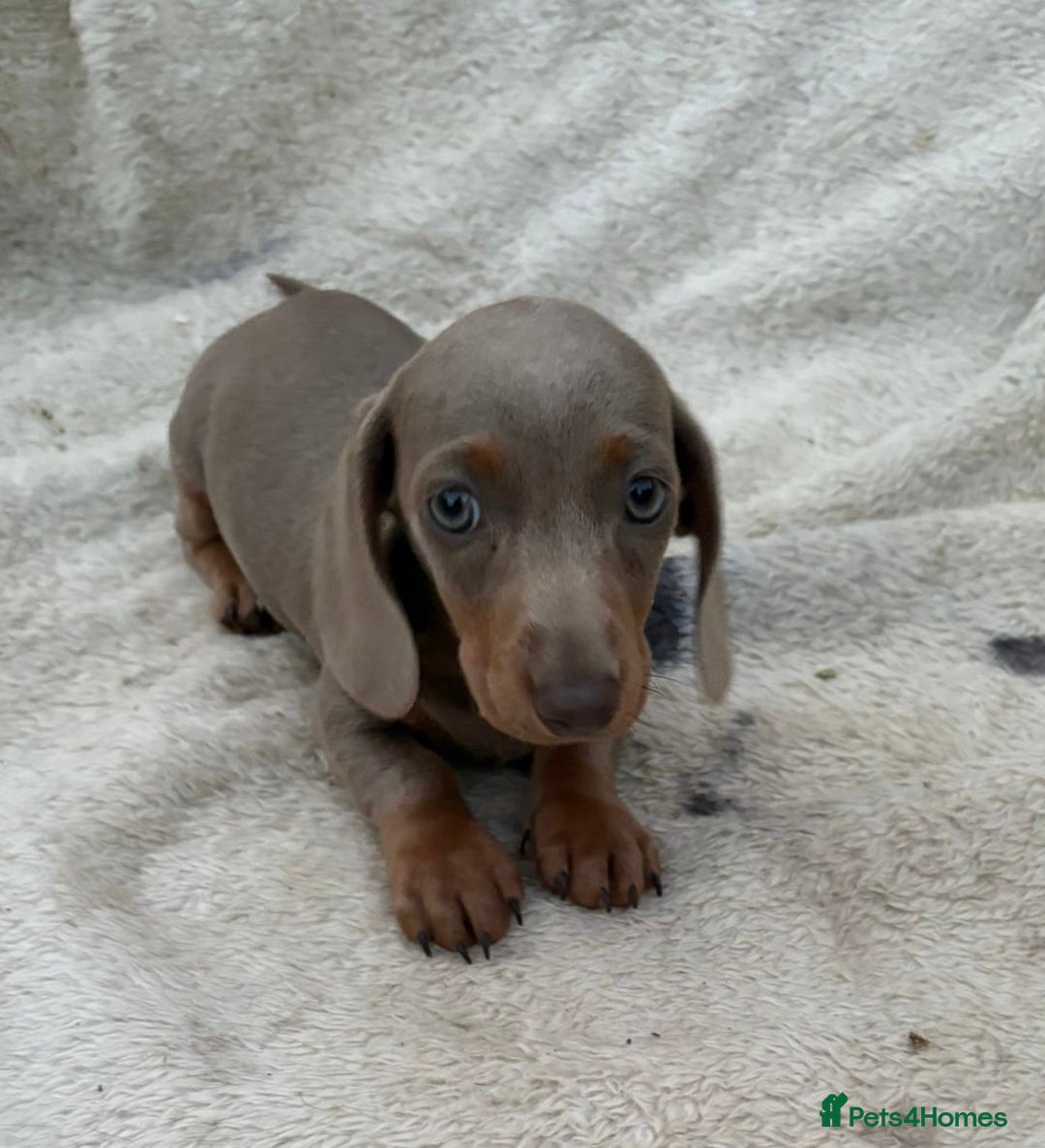 Miniature Dachshund dogs for sale: Gorgeous miniature Dachshund rainbow litter - Image 2