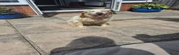 English Setter dogs for adoption: Arlo! in Malton - Advert 5