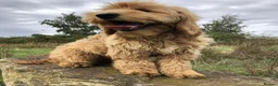 Goldendoodle dogs for sale: Phoebe F1 Miniature Goldendoodle - Advert 4