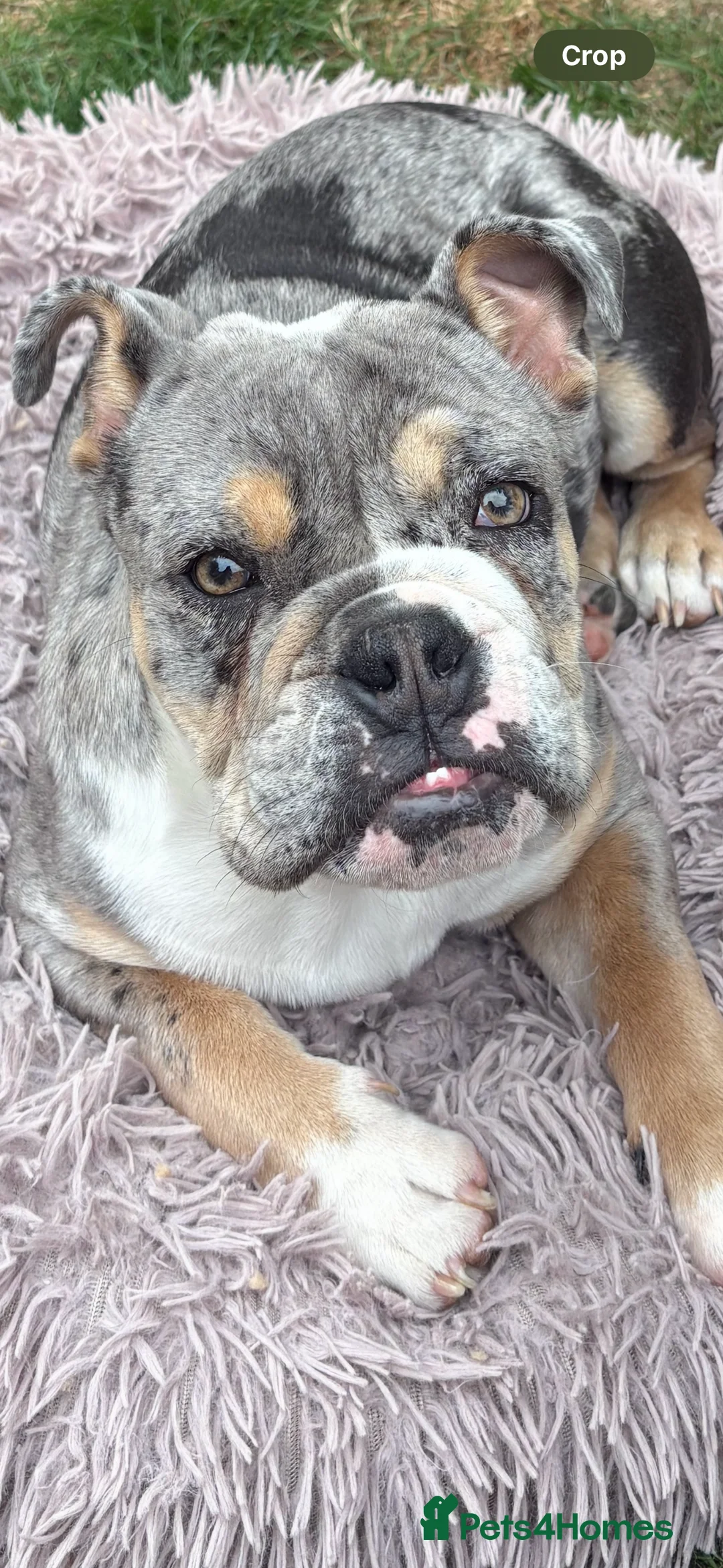English Bulldog dogs for sale: Bulldog male  in Lee-on-the-Solent - Advert 1