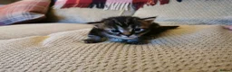 Mixed Breed cats for sale: Mixed kittens  - Advert 3