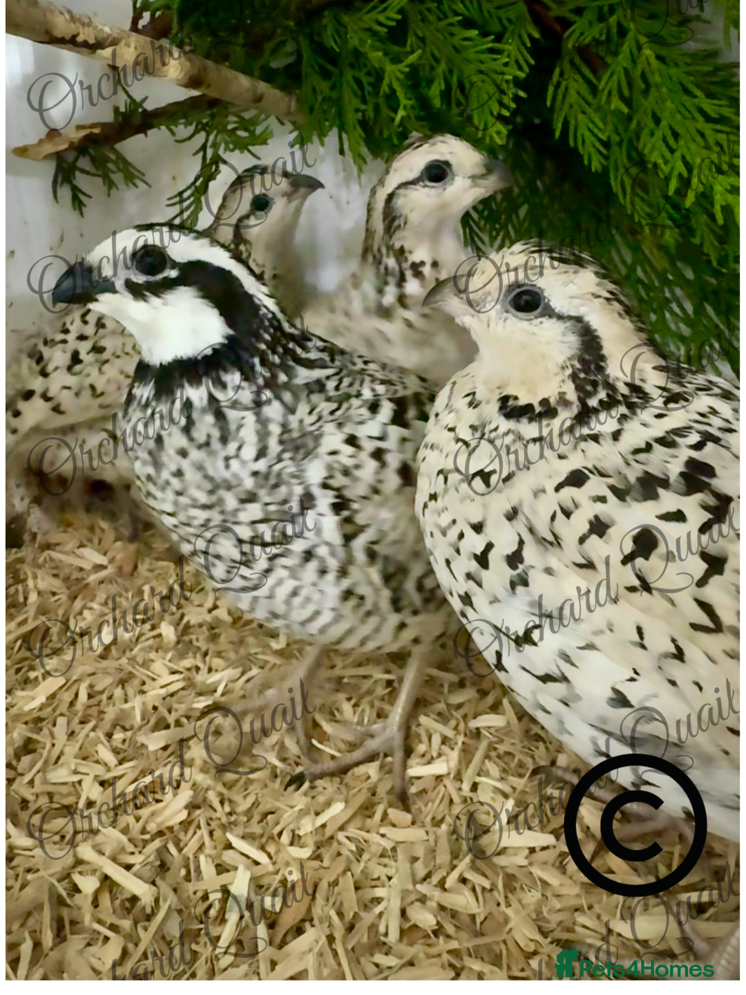 Quail poultry for sale: 6 X Snowflake Bobwhite Quail Hatching Eggs  - Advert 2