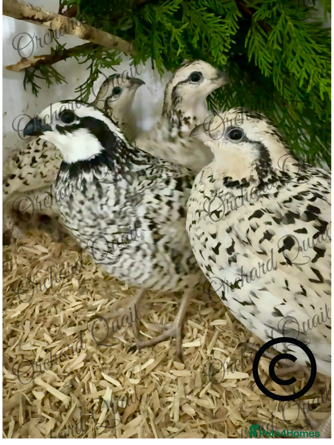 Quail poultry for sale: 6 X Snowflake Bobwhite Quail Hatching Eggs  - Advert 2