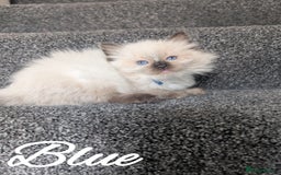 Ragdoll cats for sale: GCCF REG PEDIGREE RAGDOLL KITTENS - Image 17