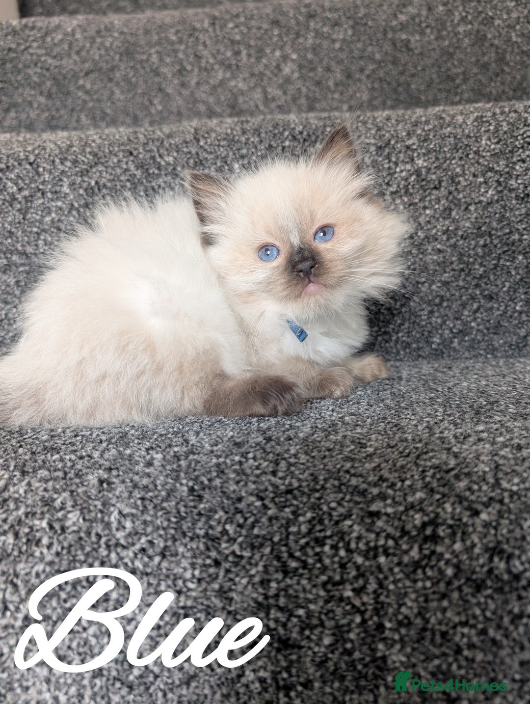 Ragdoll cats for sale: GCCF REG PEDIGREE RAGDOLL KITTENS - Image 17