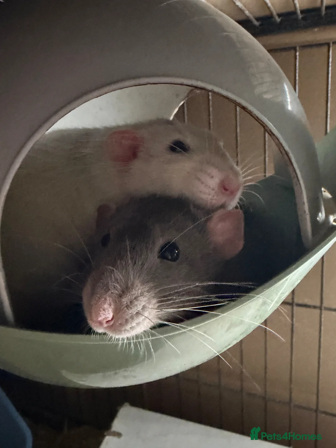 Rat rodents for sale: BEAUTIFUL BABY TAME RATS  - Advert 2