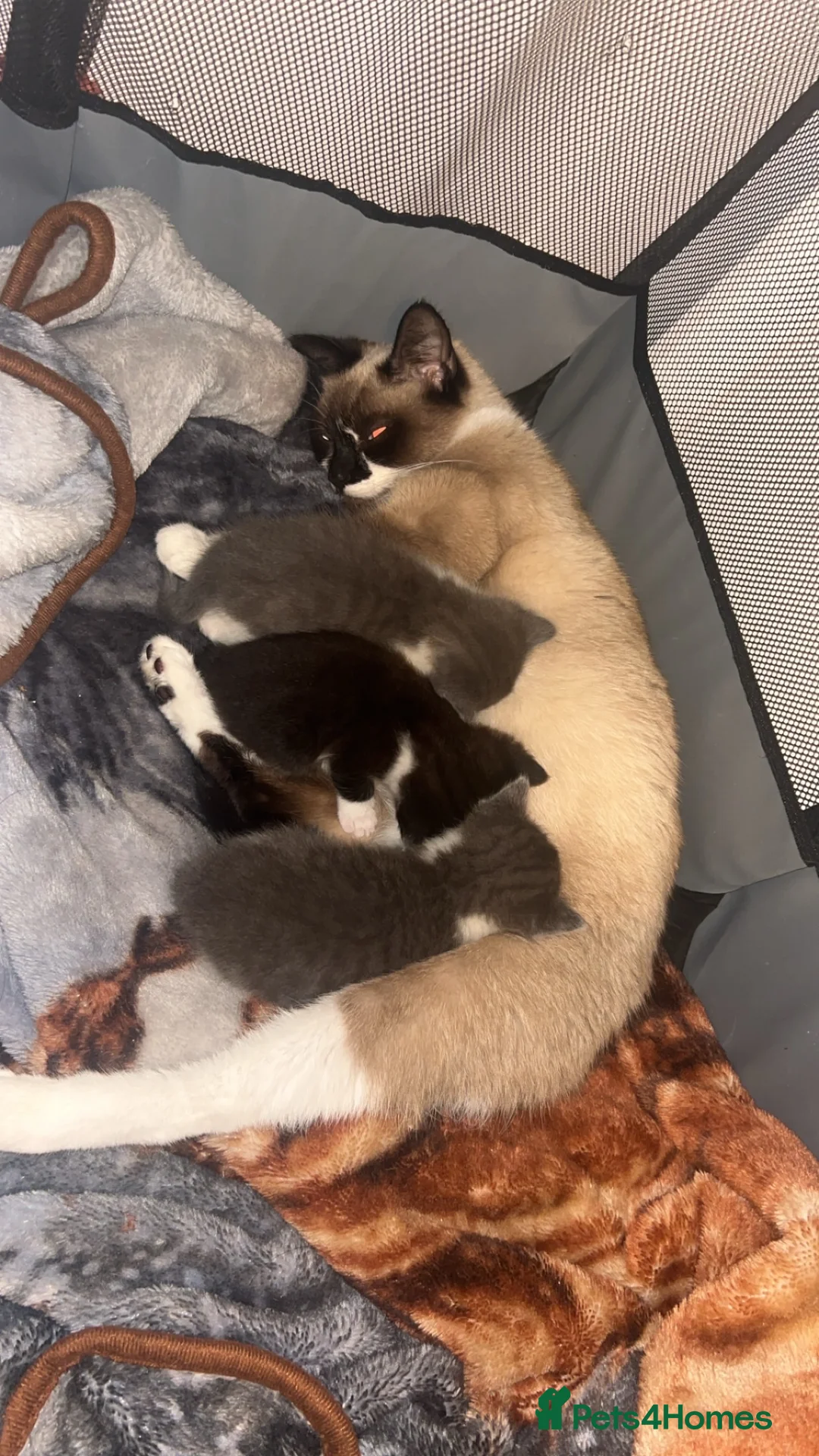 Snowshoe cats for sale: Snowshoe X kittens  - Advert 8