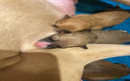 Staffordshire Bull Terrier dogs for sale: Beautiful Staffordshire bull terrier puppys. 🐾 - Image 4